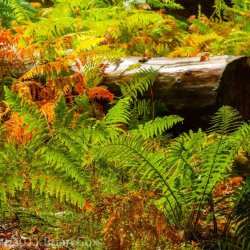 20110918-IMG 3931-Dunkeld