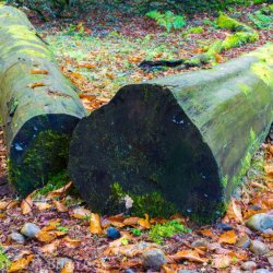 20110918-IMG 3932-Dunkeld