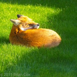 20111007-IMG 3979-Fox