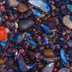 20120107-IMG 4162-Beach Detail, South Queensferry
