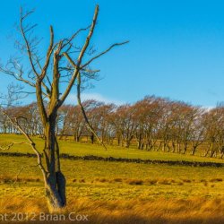 20120218-IMG 4227-Near Lanark