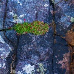 20120419-IMG 4684-Shore Plantlife, Ealaghol, An t-Eilean Sgitheanach