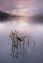 Dawn Bassenthwaite