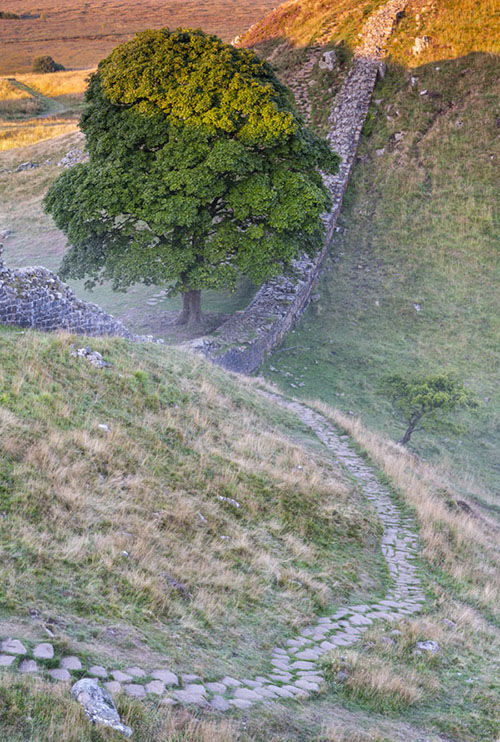 Dawn Sycamore Gap