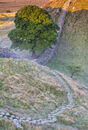 Dawn Sycamore Gap