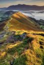 Late Summer Cat Bells