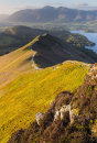 May Evening Cat Bells