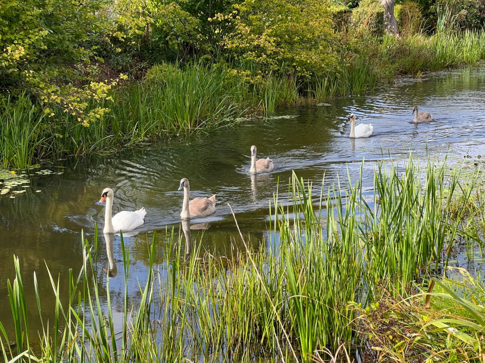 It's a family affair... Grand Western Canal.