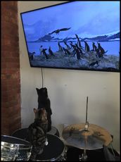 Kittens and Penguins vs Auk.