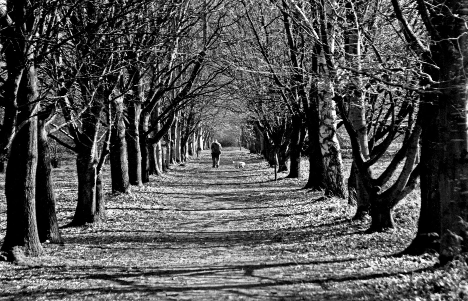 Grand Avenue, The Quinta.