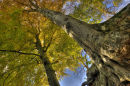 Autumn Colours