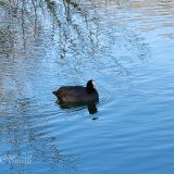 A coot (Fulica Atra) Swimming on a Lake