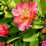 Alstroemeria Inticancha Sunshine