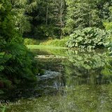 An English Lake In Summertime