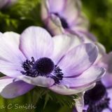 Purple Anemones