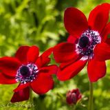 Red Anemone Coronaria
