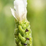 Anouk White Lavender
