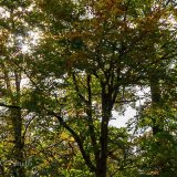 Autumn Sun