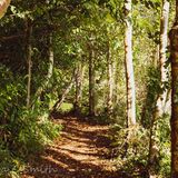 Autumn Woods