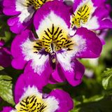 Bavarian Buttefly Flowers