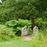 Beautiful Woodland
