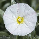 Bindweed
