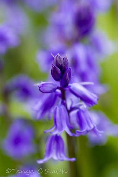 Bluebells