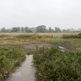 Blustery Wet Landscape