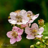 Bramble Flowers in Summertime