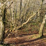 Branches