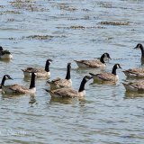 Branta Canadensis (Canada Geese)