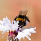 Bumblebee on a Cornflower