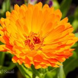 Calendula Officinalis