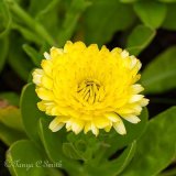 Calendula Pot Marigold