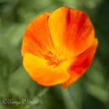 California Poppy