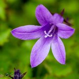 Campanula Portenschlagiana