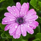 Cape Marigold Rain Daisy