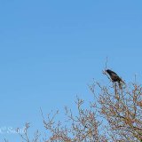 Carrion Crow