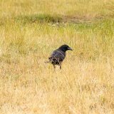 Carrion Crow