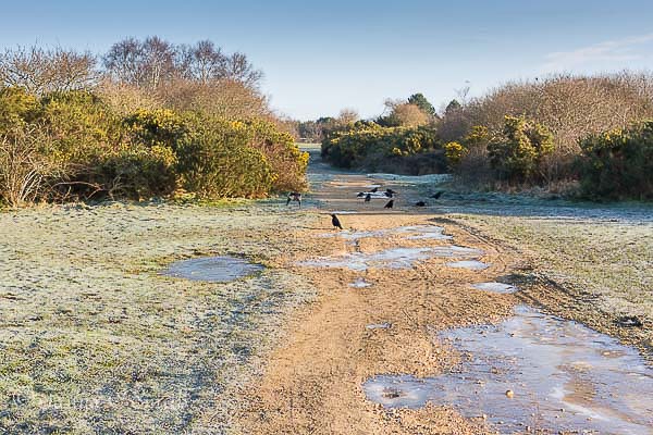 Carrion Crows on Turbary Common