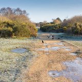 Carrion Crows on Turbary Common