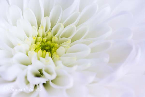 Chrysanthemum Macro