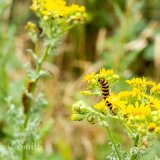 Cinnabar Moth Caterpillar