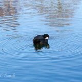 Coot (Fulica Atra) on a Lake