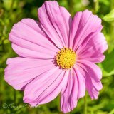 Cosmos Bipinnatus