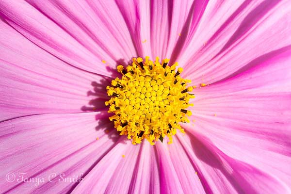 Cosmos Bipinnatus