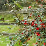 Cotoneaster