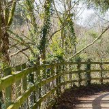 Creekmoor Woods 003