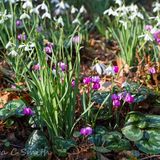 Cyclamen & Snowdrops