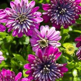 Double African Daisies